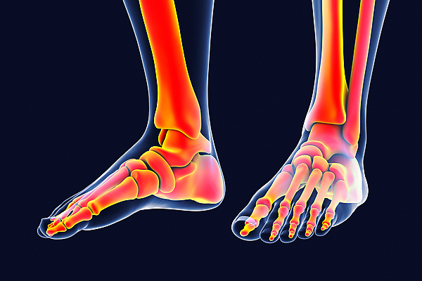 포토 JPG 해외이미지 남자 백그라운드 신체 일러스트 해부 뼈 골격 엑스레이 건강 사람 사람없음 파란색 3D 고통 시험 광선 X 생물학 골다공증 시스템 발가락 발목 고립 양발 정형외과 해외포토 알파벳 교육 감정 컬러 의학 발 병원 질병 디지털합성 파일형식 이미지허브