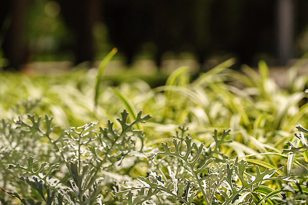 포토 JPG 해외이미지 식물 디자인 계절 공원 꽃 백그라운드 컨셉 잎 패턴 밭 자연 벽지 하늘 추상 부활절 미술 잔디 사람없음 아웃포커스 초록색 빛 컬러풀 태양 뷰티 정원 맑음 봄 성장 신선 허브 원예 질감 보케 부드러움 내추럴 블러 효과 해외포토 자연요소 공공시설 기념일 컬러 무늬 농업 날씨 문화예술 촬영기법 취미 감각 생태계 파일형식 이미지허브