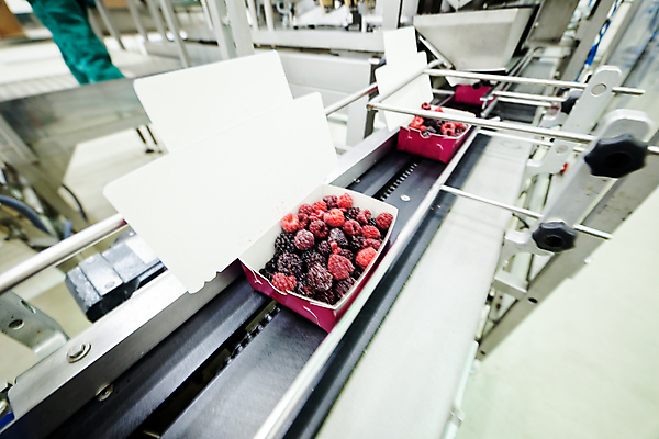 포토 JPG 해외이미지 공장 사람없음 냉동 기계 제조 담기 산딸기 분류 포장용기 식품공장 냉동식품 해외포토 음식 과일 공업 모션 포장재료 파일형식 이미지허브