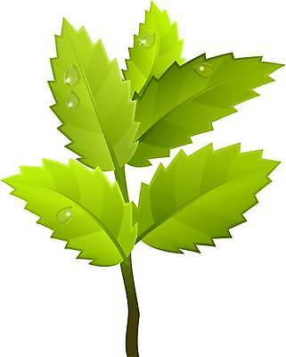 EPS 해외이미지 나무 식물 디자인 계절 줄기 백그라운드 잎 일러스트 자연 미술 야외 장식 초록색 여름 장미 우주 봄 성장 흰색 나뭇가지 화려 그리기 차 이슬 발사 심볼 오브젝트 그림 클립 내추럴 고립 엘리먼트 해외일러스트 꽃 음료 컬러 컨셉 모션 문화예술 생태계 파일형식 벡터 이미지허브