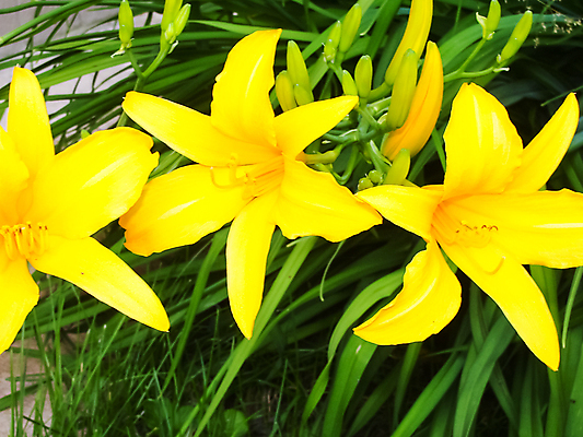 포토 JPG 해외이미지 식물 계절 꽃잎 꽃 꽃다발 백그라운드 잎 꽃무늬 밭 자연 국화 사람없음 장식 빨간색 초록색 빛 태양 뷰티 정원 맑음 보라색 봄 성장 벚꽃 흰색 신선 개화 작음 제비꽃 원예 데이지 정사각형 부드러움 내추럴 영원 많음 해외포토 자연요소 도형 컬러 컨셉 무늬 농업 날씨 취미 감각 크기 생태계 파일형식 이미지허브