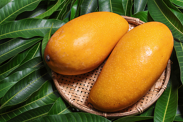 포토 JPG 해외이미지 나뭇잎 사람없음 하이앵글 노란색 바구니 망고 해외포토 뷰포인트 컬러 잎 열대과일 파일형식 이미지허브