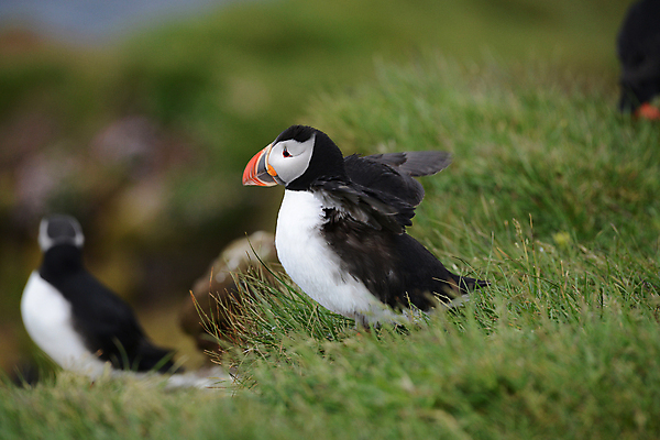 포토 JPG 해외이미지 주간 조류 세마리 사람없음 야외 아웃포커스 퍼핀 해외포토 자연요소 동물 촬영기법 3 파일형식 이미지허브