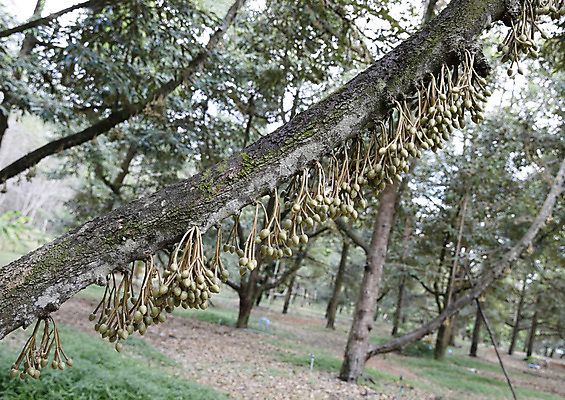 포토 JPG 해외이미지 나무 식물 계절 꽃 음식 백그라운드 잎 꽃무늬 농업 과일 태국 자연 동양인 사람없음 야외 목재 초록색 농장 노란색 환경 정원 수확 성장 벚꽃 나뭇가지 신선 개화 숲 유기농 날것 내추럴 밭일 해외포토 웰빙 산업 아시아 컬러 무늬 재료 인종 생태계 파일형식 이미지허브