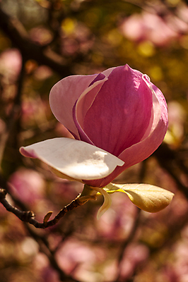포토 JPG 해외이미지 나무 식물 계절 공원 꽃잎 꽃 분홍색 백그라운드 잎 꽃무늬 자연 사람없음 초록색 여름 햇빛 뷰티 정원 보라색 봄 낭만 성장 벚꽃 흰색 나뭇가지 신선 개화 부드러움 목련 내추럴 강렬 고립 취급주의 해외포토 공공시설 컬러 컨셉 무늬 경고 태양 감각 생태계 파일형식 이미지허브