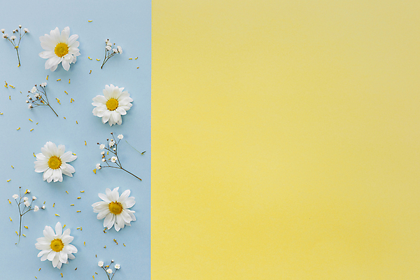 포토 JPG 해외이미지 실내 사람없음 하이앵글 데이지 파란배경 노란배경 카피스페이스 해외포토 꽃 뷰포인트 백그라운드 내부 파란색 노란색 공백 파일형식 이미지허브