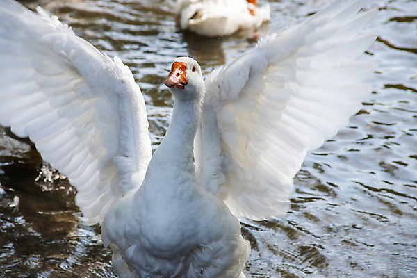 포토 JPG 해외이미지 동물 호수 야생동물 백그라운드 날개 오렌지 자연 조류 오리 사람없음 야외 초록색 물 여름 강 컬러풀 뷰티 농장 반사 머리 수영 중국 젖음 흰색 물방울 연못 그룹 닫기 떨어짐 빨래 깃털 부리 백조 목 거위 내추럴 동물상 이국적 해외포토 자연요소 계절 아시아 컬러 컨셉 가사 농업 과일 모션 신체부위 조형물 수상스포츠 생태계 파일형식 이미지허브