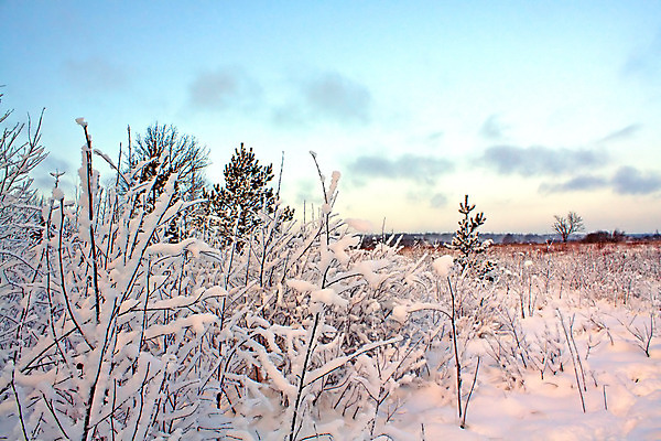 포토 JPG 해외이미지 나무 계절 공원 백그라운드 크리스마스 겨울 자연 동화 날씨 풍경 사람없음 야외 파란색 태양 뷰티 냉동 얼음 추위 광선 흰색 나뭇가지 숲 과수원 서리 눈보라 폭설 눈내림 해외포토 자연요소 식물 공공시설 기념일 컬러 농업 눈_날씨 자연재해 생태계 파일형식 이미지허브