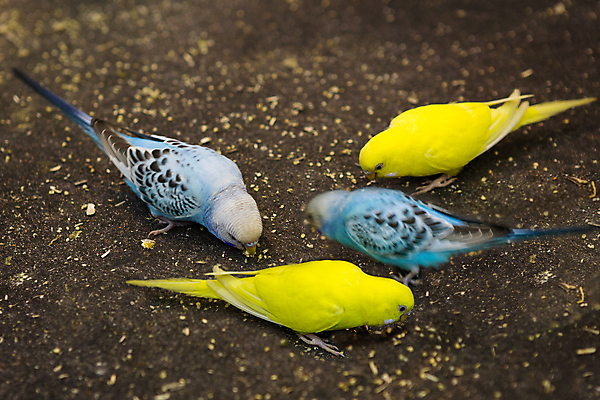 포토 JPG 해외이미지 동물 디자인 커플 행복 야생동물 백그라운드 날개 오렌지 가족 자연 조류 앉기 사람없음 빨간색 초록색 파란색 반려동물 컬러풀 뷰티 노란색 흰색 나뭇가지 그룹 작음 깃털 부리 앵무새 새장 고립 이국적 잉꼬 해외포토 나무 감정 컬러 과일 관계 모션 크기 생태계 케이지 파일형식 이미지허브