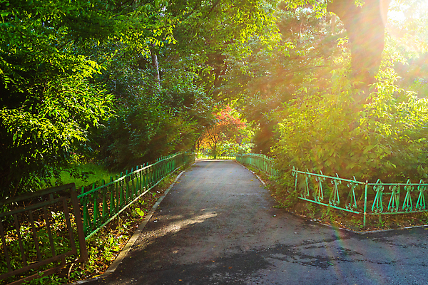 포토 JPG 해외이미지 나무 식물 계절 공원 유럽 도로 길 백그라운드 잎 자연 풍경 사람없음 야외 목재 초록색 여름 환경 시골 고독 숲 장면 내추럴 부쿠레슈티 해외포토 공공시설 감정 나라 컬러 재료 교통시설 생태계 루마니아 파일형식 이미지허브