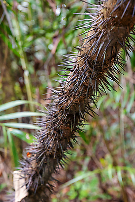 포토 JPG 해외이미지 나무 식물 동물 공원 꽃 잎 자연 열대 생물 선인장 이끼 사람없음 초록색 갈색 검은색 봄 사막 성장 신선 못 가시 숲 위험 열대우림 앵무새 날카로움 포도나무 스파이크 말레이시아 산악지대 아마존 전국 생존 해외포토 계절 공공시설 아시아 컬러 컨셉 조류 산 공구 과일나무 생태계 파일형식 이미지허브