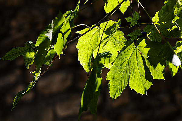 포토 JPG 해외이미지 나무 식물 계절 공원 백그라운드 잎 패턴 밭 자연 하늘 사람없음 야외 목재 초록색 빛 컬러풀 햇빛 평화 환경 정원 맑음 침묵 봄 활발 성장 나뭇가지 신선 숲 에코 유기농 질감 상승 장면 내추럴 생태학 해외포토 웰빙 공공시설 교육 컬러 컨셉 무늬 농업 재료 날씨 태양 소리 생태계 파일형식 이미지허브