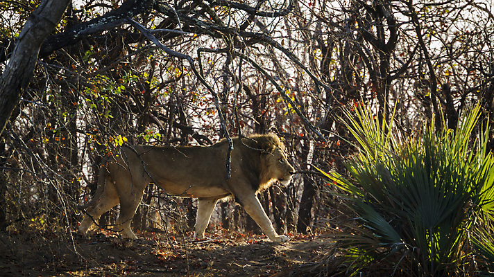 포토 JPG 해외이미지 동물 남자 야생동물 포유류 모션 아프리카 자연 아침 파노라마 국립공원 사람없음 옆모습 걷기 고양이 황무지 보호 사자 사파리 육식동물 남아프리카 보츠와나 보호구역 해외포토 멸종위기종 주간 공원 나라 뷰포인트 컨셉 촬영기법 사람 반려동물 생태계 구역 파일형식 이미지허브