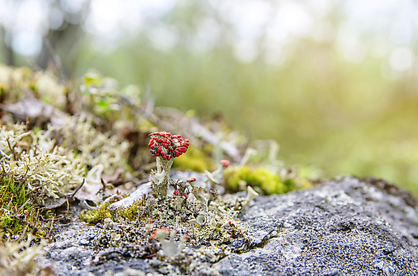 포토 JPG 해외이미지 식물 열매 음식 백그라운드 패턴 다이어트 자연 건강 이끼 사람없음 빨간색 초록색 뷰티 추위 흰색 신선 황무지 숲 작음 관목 순수 유기농 질감 생물학 날것 북쪽 내추럴 숙성 스칸디나비아 해외포토 나무 웰빙 교육 컬러 컨셉 무늬 크기 방향 생태계 파일형식 이미지허브