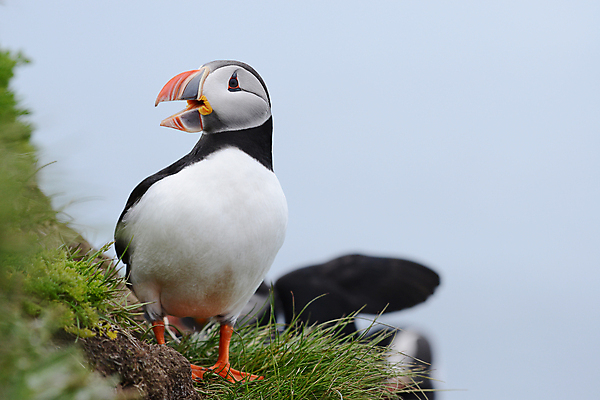 포토 JPG 해외이미지 주간 한마리 조류 사람없음 야외 아웃포커스 퍼핀 해외포토 자연요소 동물 1 촬영기법 파일형식 이미지허브