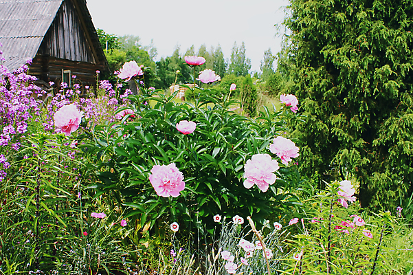 포토 JPG 해외이미지 백그라운드 컨셉 잎 밭 자연 아침 날씨 추상 불꽃 새로움 잔디 초원 사람없음 건물 초록색 물 여름 빛 햇빛 태양 뷰티 환경 정원 맑음 봄 활발 성장 시골 신선 닫기 원예 장면 내추럴 옛날 작약 해외포토 주간 자연요소 식물 건축물 계절 꽃 컬러 무늬 농업 모션 불 취미 생태계 파일형식 이미지허브