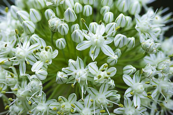 포토 JPG 해외이미지 식물 계절 꽃 백그라운드 꽃무늬 전구 공 자연 벽지 양파 추상 마늘 미술 사람없음 장식 초록색 뷰티 정원 맑음 보라색 봄 벚꽃 개화 우아함 정상 제비꽃 질감 러시아 엽서 부드러움 내추럴 러시아인 우크라이나 해외포토 서양인 유럽 컬러 컨셉 무늬 채소 날씨 문화예술 감각 편지 생태계 파일형식 이미지허브