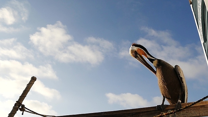 포토 JPG 해외이미지 동물 야생동물 바다 로우앵글 날개 조류 하늘 사람없음 목재 여름 항구 미국 자유 닫기 큼 펠리컨 깃털 부리 캘리포니아 태평양 서식지 계산서 내추럴 로스앤젤레스 철책 해외포토 나무 계절 뷰포인트 컨셉 북아메리카 재료 교통시설 모션 크기 파일형식 이미지허브