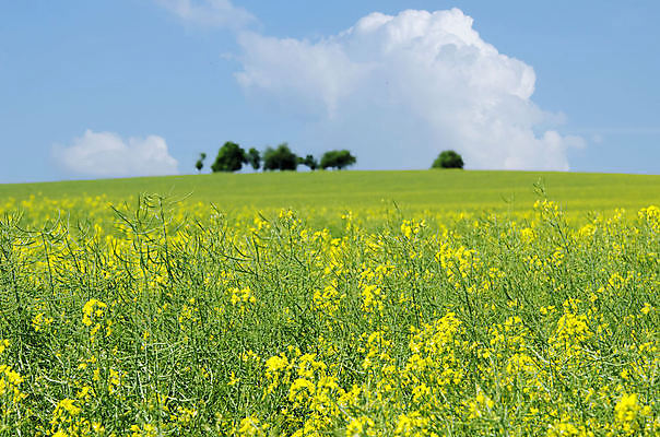 포토 JPG 해외이미지 나무 식물 구름 꽃 밭 농업 자연 하늘 풍경 사람없음 야외 초록색 농장 농경지 환경 봄 수확 시골 기름 땅 유채 내추럴 밭일 카놀라 해외포토 자연요소 계절 산업 음식 컬러 생태계 파일형식 이미지허브