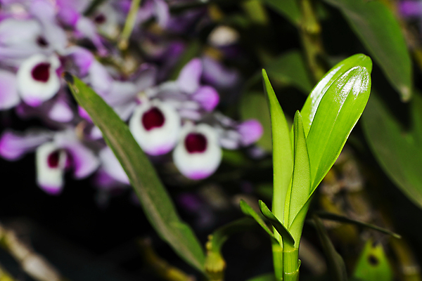 포토 JPG 해외이미지 식물 꽃잎 꽃 줄기 분홍색 백그라운드 잎 꽃무늬 자연 추상 사람없음 장식 가로 초록색 뷰티 환경 정원 사진촬영 봄 활발 성장 개화 난초 허브 원예 향기 내추럴 남아프리카 영원 세련 해외포토 계절 컬러 컨셉 무늬 아프리카 취미 촬영 생태계 냄새 파일형식 이미지허브