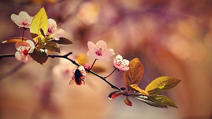 포토 JPG 해외이미지 나무 식물 계절 꽃잎 꽃 분홍색 백그라운드 잎 꽃무늬 자연 사람없음 야외 빛 컬러풀 태양 뷰티 정원 맑음 봄 성장 벚꽃 흰색 나뭇가지 신선 시간 개화 체리 닫기 사과 소프트포커스 과수원 원예 보케 내추럴 효과 해외포토 자연요소 컬러 무늬 농업 과일 모션 날씨 촬영기법 취미 생태계 파일형식 이미지허브