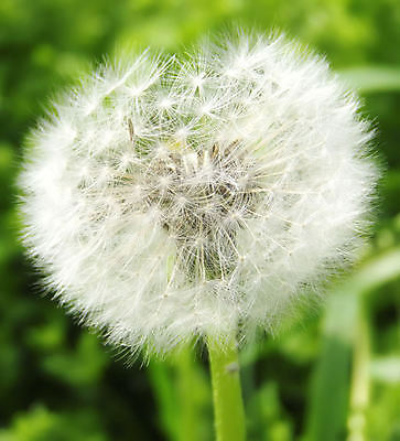 포토 JPG 해외이미지 주간 근접촬영 사람없음 야외 아웃포커스 민들레 민들레홀씨 해외포토 자연요소 꽃 뷰포인트 촬영기법 파일형식 이미지허브