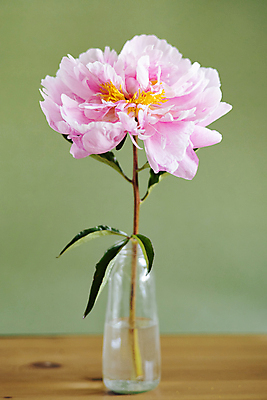 포토 JPG 해외이미지 식물 디자인 꽃잎 꽃 분홍색 꽃다발 결혼 백그라운드 잎 꽃무늬 자연 선물 사랑 사람없음 장식 빨간색 초록색 빛 뷰티 장미 정원 꽃병 봄 낭만 수확 벚꽃 축하 신선 신용카드 생일 다발 배열 꽃집 원예 질감 내추럴 작약 스타일 해외포토 계절 기념일 감정 컬러 컨셉 무늬 농업 이벤트 취미 금융 상점 생태계 파일형식 이미지허브