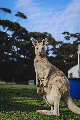 포토 JPG 해외이미지 동물 야생동물 백그라운드 포유류 자연 휴식 털 따뜻함 동물원 사람없음 야외 회색 흰색 아기 잠 호주 꼬리 위치 캥거루 동쪽 동물상 해외포토 컬러 컨셉 사람 조형물 오세아니아 방향 생태계 파일형식 이미지허브