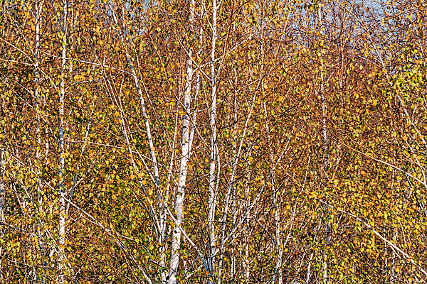 포토 JPG 해외이미지 나무 식물 계절 공원 백그라운드 잎 꽃무늬 자연 하늘 사람없음 야외 목재 초록색 파란색 뷰티 평화 침묵 봄 화장품 흰색 나뭇가지 시골 신선 황무지 은색 숲 질감 상승 각도 장면 나무껍질 자작나무 해외포토 공공시설 꽃 컬러 컨셉 무늬 재료 소리 껍질 생태계 파일형식 이미지허브