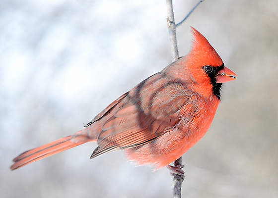 포토 JPG 해외이미지 공원 남자 야생동물 자연 조류 사람없음 야외 해외포토 동물 공공시설 사람 생태계 파일형식 이미지허브