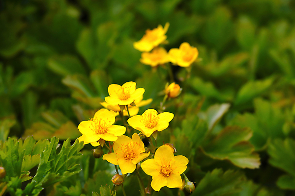 포토 JPG 해외이미지 식물 계절 공원 꽃잎 꽃 백그라운드 잎 꽃무늬 자연 풍경 사람없음 초록색 여름 컬러풀 뷰티 노란색 정원 봄 벚꽃 신선 개화 원예 생물학 내추럴 영원 해외포토 공공시설 교육 컬러 무늬 취미 생태계 파일형식 이미지허브