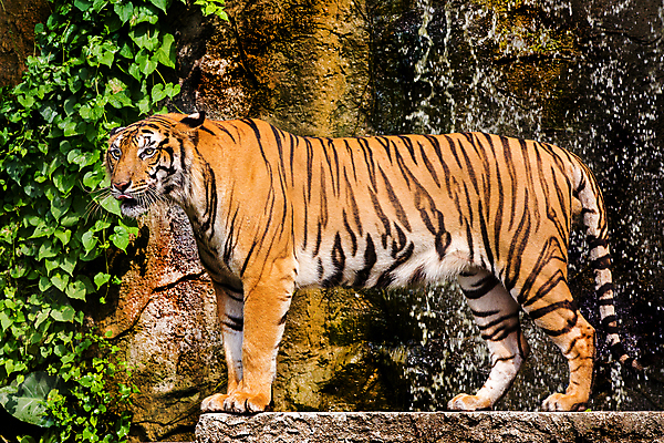 포토 JPG 해외이미지 동물 시선 아시아 얼굴 야생동물 백그라운드 오렌지 포유류 털 사람없음 뷰티 반사 머리 검은색 고양이 줄무늬 분노 흰색 물방울 표현 호랑이 닫기 위험 사파리 육식동물 사냥꾼 표범 고립 공격적 시베리아 해외포토 직업 감정 나라 컬러 컨셉 무늬 과일 모션 신체부위 반려동물 파일형식 이미지허브