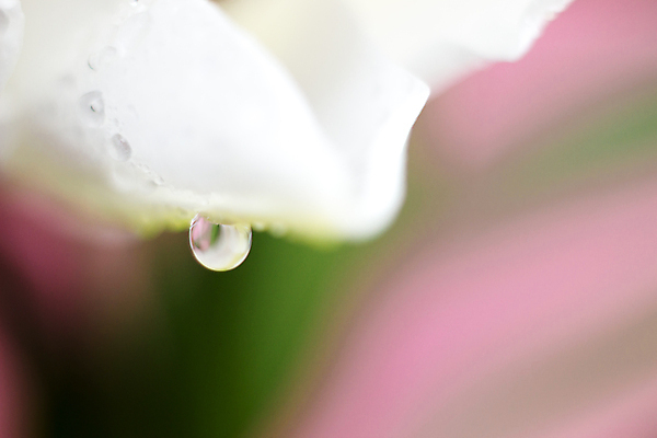 포토 JPG 해외이미지 식물 꽃잎 꽃 파도 잎 꽃무늬 자연 추상 사람없음 물 뷰티 정원 봄 활발 낭만 젖음 성장 벚꽃 물방울 액체 떨어짐 소프트포커스 이슬 빗방울 순수 유기농 부드러움 파스텔톤 몽환 미니멀리스트 해외포토 자연요소 웰빙 계절 바다 컬러 컨셉 무늬 촬영기법 감각 비_날씨 생태계 파일형식 이미지허브