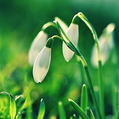 포토 JPG 해외이미지 꽃잎 꽃 잎 사람없음 아웃포커스 개화 스노드롭 해외포토 식물 촬영기법 파일형식 이미지허브