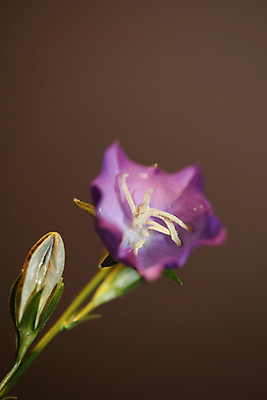 포토 JPG 해외이미지 식물 구름 계절 꽃잎 꽃 줄기 백그라운드 꽃무늬 밭 자연 휴가 부활절 발렌타인데이 선물 미술 풍경 초원 사람없음 야외 초록색 여름 파란색 뷰티 정원 보라색 봄 벚꽃 흰색 시골 신선 개화 비교 민들레 꽃집 허브 제비꽃 내추럴 블루벨 해외포토 자연요소 기념일 컬러 컨셉 무늬 농업 데이이벤트 문화예술 상점 생태계 파일형식 이미지허브