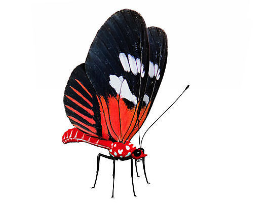 포토 JPG 해외이미지 동물 과학 나비 곤충 날개 자연 사람없음 여름 뷰티 환경 보호 동물상 변태 생태학 해외포토 계절 교육 컨셉 조형물 생태계 파일형식 이미지허브