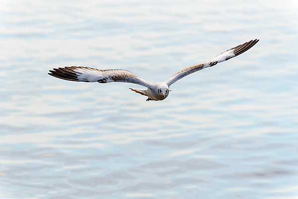 포토 JPG 해외이미지 동물 1 공원 교육 행복 야생동물 바다 백그라운드 날개 태국 자연 갈매기 조류 하늘 풍경 사람없음 물 뷰티 여행객 자유 비행 센터 닫기 물새 내추럴 혼자 해외포토 자연요소 공공시설 감정 아시아 컨셉 모션 사람 생태계 파일형식 이미지허브
