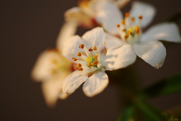 포토 JPG 해외이미지 식물 꽃잎 꽃 야생동물 곤충 잎 꽃무늬 공 자연 벽지 양파 동양인 사람없음 장식 초록색 빛 뷰티 머리 정원 줄무늬 활발 벚꽃 흰색 신선 개화 벌 허브 관목 묘사 향기 꽃가루 꿀 내추럴 강렬 생태학 아열대 이국적 해외포토 나무 동물 교육 컬러 컨셉 무늬 채소 인종 신체부위 가루 생태계 냄새 파일형식 이미지허브