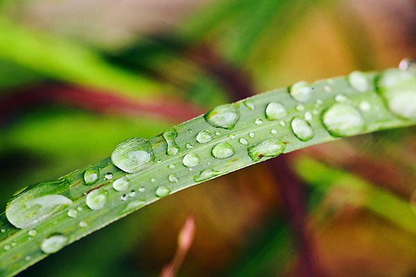 포토 JPG 해외이미지 식물 잎 채소 파충류 사람없음 물 환경 정원 봄 젖음 성장 물방울 신선 뱀 닫기 떨어짐 이슬 빗방울 허브 내추럴 해외포토 자연요소 동물 계절 컨셉 모션 비_날씨 파일형식 이미지허브