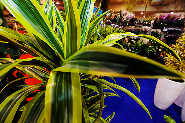 포토 JPG 해외이미지 식물 디자인 계절 공원 꽃잎 꽃 벽 백그라운드 잎 꽃무늬 패턴 자연 추상 사랑 사람없음 야외 장식 초록색 여름 컬러풀 뷰티 환경 정원 봄 흰색 신선 닫기 다발 배열 심볼 묘사 원예 질감 조경 쇼 내추럴 정중 해외포토 공공시설 감정 컬러 컨셉 무늬 모션 취미 생태계 파일형식 이미지허브