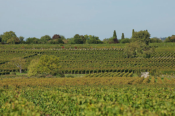 포토 JPG 해외이미지 식물 유럽 음식 여행 잎 밭 농업 과일 자연 하늘 포도 건강 사람없음 야외 초록색 농장 와인 정원 계곡 맑음 프랑스 수확 성장 시골 신선 다발 언덕 유기농 만들기 포도밭 포도나무 프랑스어 메를로 양조장 프로방스 해외포토 문자 웰빙 나라 산업 컬러 모션 날씨 주류 과일나무 생태계 파일형식 이미지허브