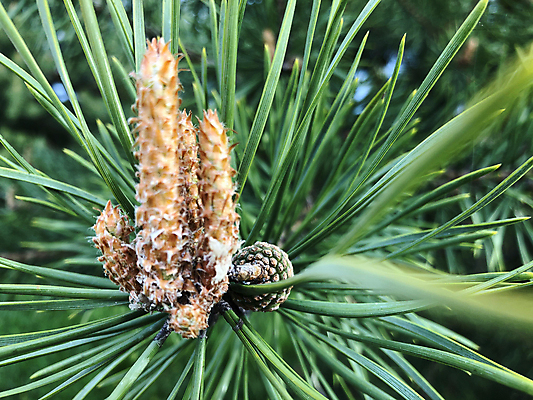 포토 JPG 해외이미지 나무 식물 계절 문화 백그라운드 잎 크리스마스 패턴 부분 자연 새로움 사람없음 장식 초록색 빛 뷰티 소나무 닫기 숲 연도 오브젝트 솔방울 상록수 침엽수 전나무 원뿔 가문비나무 해외포토 도형 기념일 컬러 컨셉 무늬 모션 생태계 파일형식 이미지허브