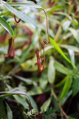 포토 JPG 해외이미지 식물 곤충 잎 자연 사람없음 장식 초록색 정원 잡기 닫기 냄비 소프트포커스 위험 생태계 사냥 파이프 식물원 육식동물 튜브 육식 올가미 유리주전자 수유 온실 이국적 진짜 포식 그리너리 해외포토 동물 컬러 컨셉 모션 유리 주전자 촬영기법 솥 파일형식 트랜드컬러 이미지허브