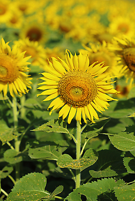 포토 JPG 해외이미지 주간 꽃밭 해바라기 풍경 사람없음 야외 아웃포커스 여름 해외포토 자연요소 계절 꽃 촬영기법 파일형식 이미지허브