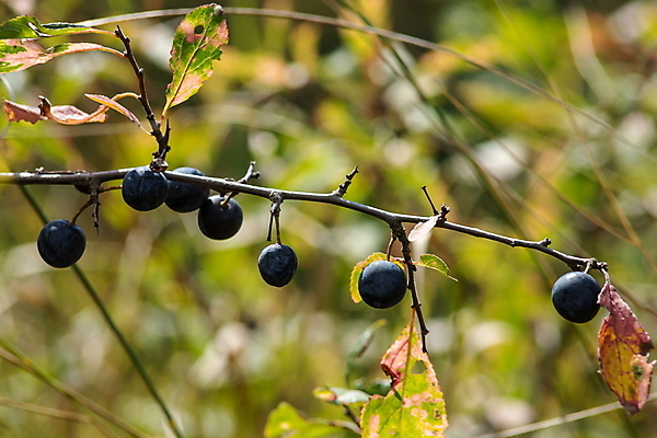 포토 JPG 해외이미지 나무 식물 계절 열매 야생동물 음식 백그라운드 잎 과일 자연 건강 사람없음 가로 초록색 여름 파란색 농작물 정원 보라색 검은색 수확 성장 가을 나뭇가지 신선 원형 가시 그룹 관목 유기농 내추럴 숙성 해외포토 도형 동물 웰빙 컬러 농업 생태계 파일형식 이미지허브