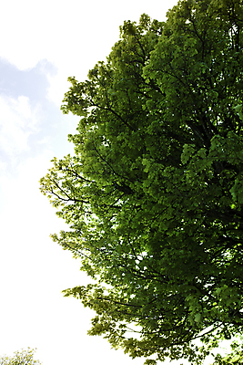 포토 JPG 해외이미지 나무 식물 계절 공원 백그라운드 단풍 잎 캐나다 패턴 자연 하늘 사람없음 야외 목재 초록색 여름 빛 뷰티 노란색 환경 봄 활발 성장 가을 흰색 나뭇가지 신선 숲 유기농 질감 아일랜드 정맥 고립 생태학 옛날 해외포토 웰빙 공공시설 교육 유럽 컬러 컨셉 북아메리카 무늬 재료 생태계 혈관 파일형식 이미지허브