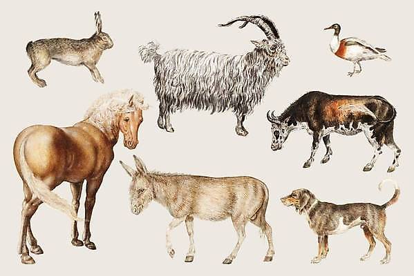 EPS 해외이미지 여러마리 일러스트 염소 오리 미술 사람없음 세트 가축 토끼 양 말_동물 소 개 그림 복고 당나귀 엘리먼트 해외일러스트 동물 다수 포유류 조류 문화예술 반려동물 파일형식 벡터 이미지허브
