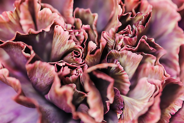 포토 JPG 해외이미지 식물 디자인 계절 꽃잎 꽃 분홍색 백그라운드 컨셉 꽃무늬 자연 추상 휴가 미술 사람없음 빛 갈색 환경 보라색 검은색 봄 수확 성장 벚꽃 신선 신용카드 개화 선택 카네이션 질감 복고 부드러움 내추럴 해외포토 컬러 무늬 농업 문화예술 금융 감각 생태계 파일형식 이미지허브