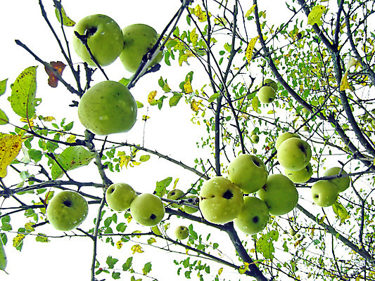 포토 JPG 해외이미지 나무 식물 라이프스타일 계절 꽃 음식 줄기 잎 농업 다이어트 채소 과일 자연 하늘 건강 사람없음 초록색 농작물 햇빛 태양 알약 농장 정원 성장 나뭇가지 신선 선택 사과 숲 수집 먹기 상쾌 유기농 원예 생물학 8월 숙성 해외포토 자연요소 웰빙 교육 감정 산업 컬러 컨셉 모션 취미 생활 약 날짜 생태계 파일형식 이미지허브