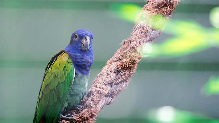포토 JPG 해외이미지 한마리 자연 사람없음 초록색 파란색 나뭇가지 앵무새 해외포토 나무 1 컬러 조류 생태계 파일형식 이미지허브